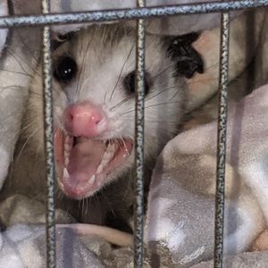 Meet your Posher, Faygen